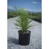 Panicum in varietà