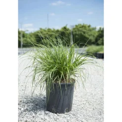 Pennisetum in varietà