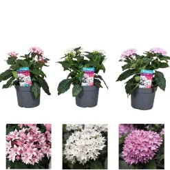 Pentas Vaso 13 cm