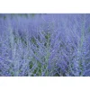 Perovskia atriplicifolia "Blue Spire" vaso 10 l
