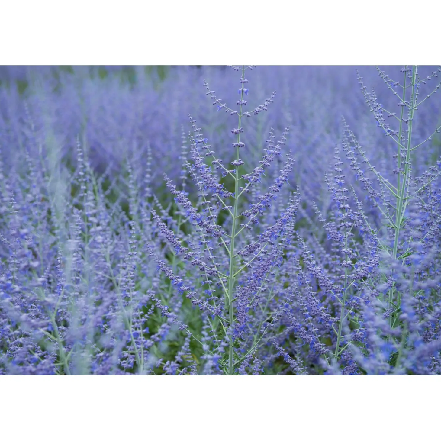 Perovskia atriplicifolia "Blue Spire" vaso 10 l