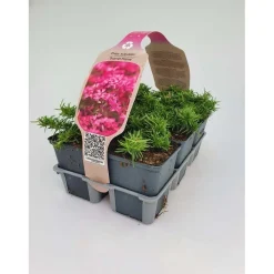 Phlox Scarlet Flame vaso 9 cm