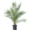Phoenix Canariensis vaso lt. 15 - h 60/80 cm