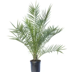 Phoenix Canariensis vaso lt. 15 - h 60/80 cm