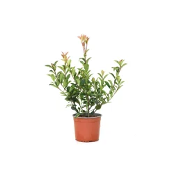 Photinia Fraseri Red Robin H45 cm Vaso 3L