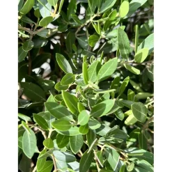 Phyllirea angustifolia