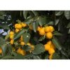 Pianta da frutto Calamondino Citrus mitis mezzo fusto h 120/130 cm