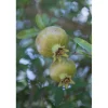 Pianta da frutto Melograno mezzo fusto