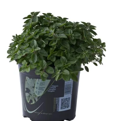 Pianta di Origano 14 cm