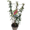Piante da frutto a spalliera vaso 21 cm