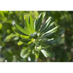 Pittosporum tobira