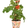 Pomodoro ciliegino Pick & Joy vaso Ø 14 cm