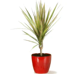 Portavaso da interno Scheurich 920 Ø 22 cm Energy Red