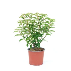 Prunus Lusitanica Angusti Folia H45 cm Vaso 3L