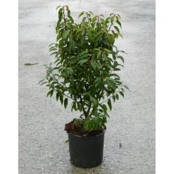 Prunus lusitanica `Angustifolià