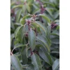 Prunus lusitanica "Angustifolia" cespuglio h cm 30/40