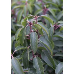 Prunus lusitanica "Angustifolia" cespuglio h cm 30/40