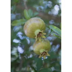 Punica granatum cespuglio h cm 40/50