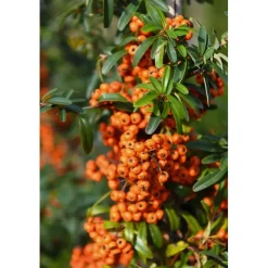 Pyracantha `Navaho`