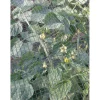 Rete Defender antigrandine, 2 x 5 m, colore verde