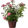 Rosa a cono di diversi colori