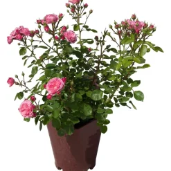 Rosa a cono di diversi colori
