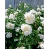 Rosai Banksiae Alba h cm 125/150 vaso 3 l