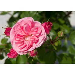Rosai inglesi a cespuglio "Boscobel" vaso 6 l