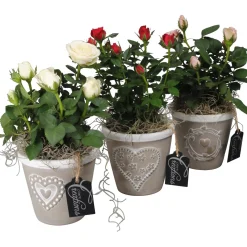Rose in vaso decorato con cuore