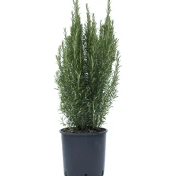 Rosmarino
