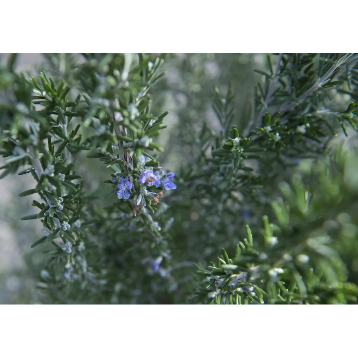 Rosmarino officinalis "Prostratus" cespuglio