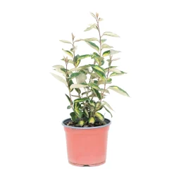Salice oleoso sempreverde H45 cm Vaso 3L