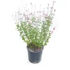 Salvia Jamensis vaso lt 3