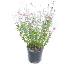 Salvia Jamensis vaso lt 3