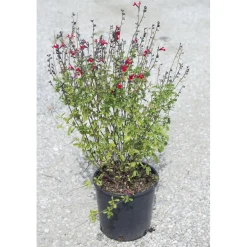 Salvia x jamensis