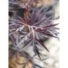 Sambucus nigra `Black Lace`
