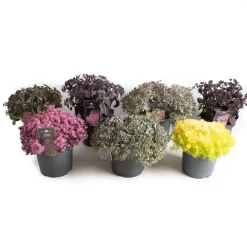Sedum Collection assort.. vaso 19 cm