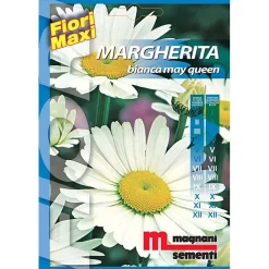 Semi fiori Margherita Mayqueen