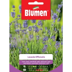 Semi Lavanda officinalis Blumen
