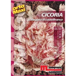 Semi orto maxi Cicoria variegata castelfranco