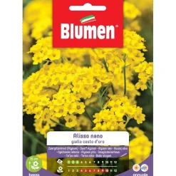 Semi Blumen Alisso giallo nano cesto d`oro