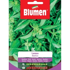 Semi Blumen Basilico lemon