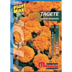 Semi fiori Tagete nano arancio