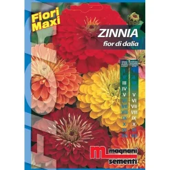 Semi fiori Zinnia fior di dalia