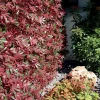 Siepe artificiale con foglie 3D in salice Red Acer 1x2 m, rosso