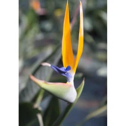 Strelitzia reginae h cm 80/100