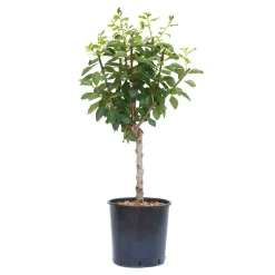 Susino nano - Prunus domestica nano