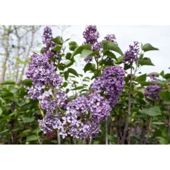 Syringa vulgaris - Lillà