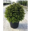 Tasso - Taxus baccata