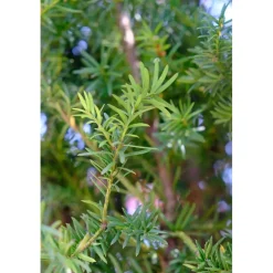 Taxus baccata - Tasso